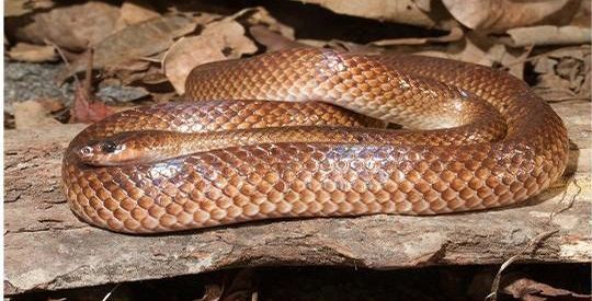 *Stegonotus nancuro*, the Timor groundsnake, was found in one of the last lowland coastal forests on Timor.