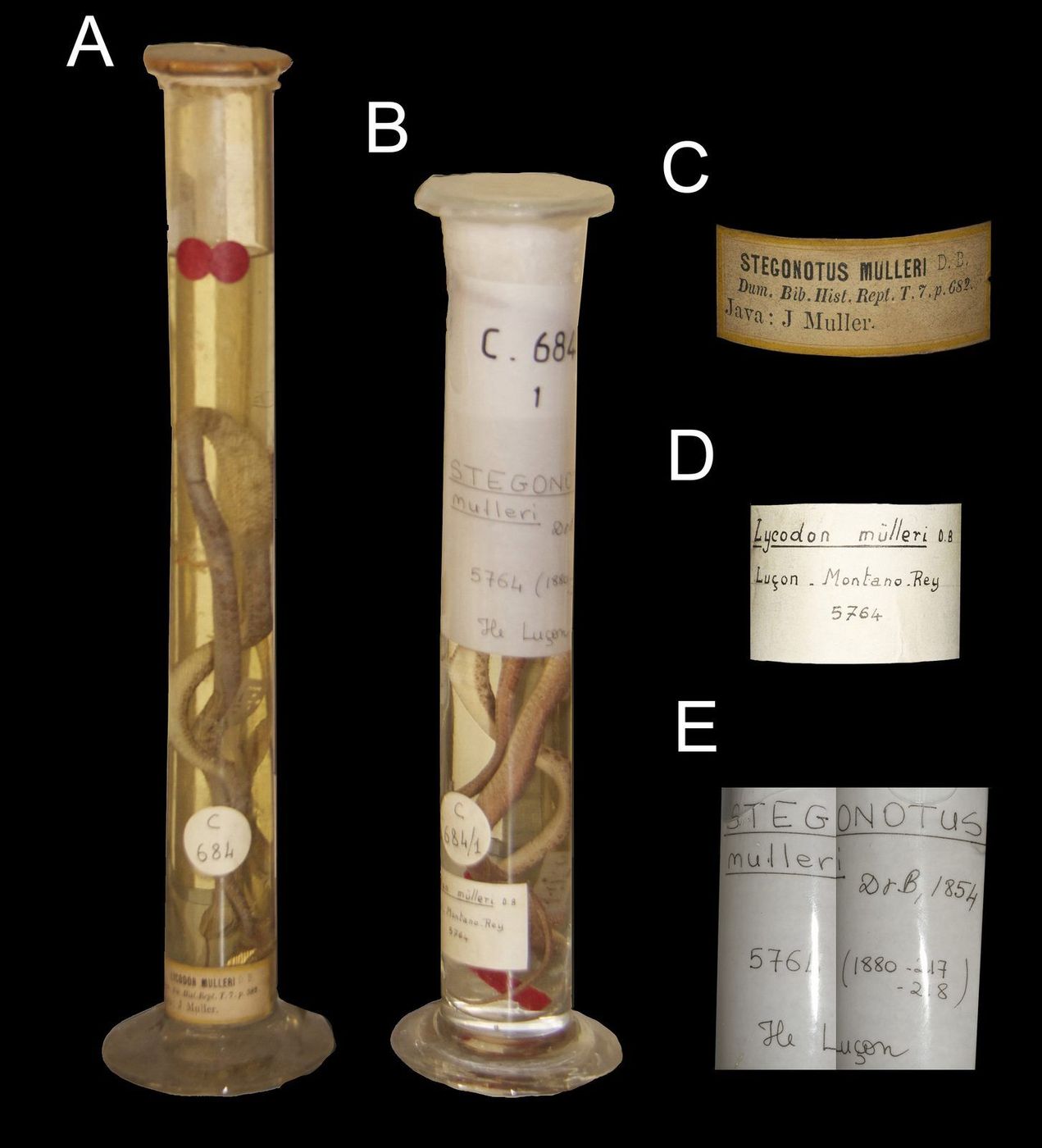 These are two tall jars in the Paris museum. The one on the left holds the original specimens of two different species that were both named *muelleri*.