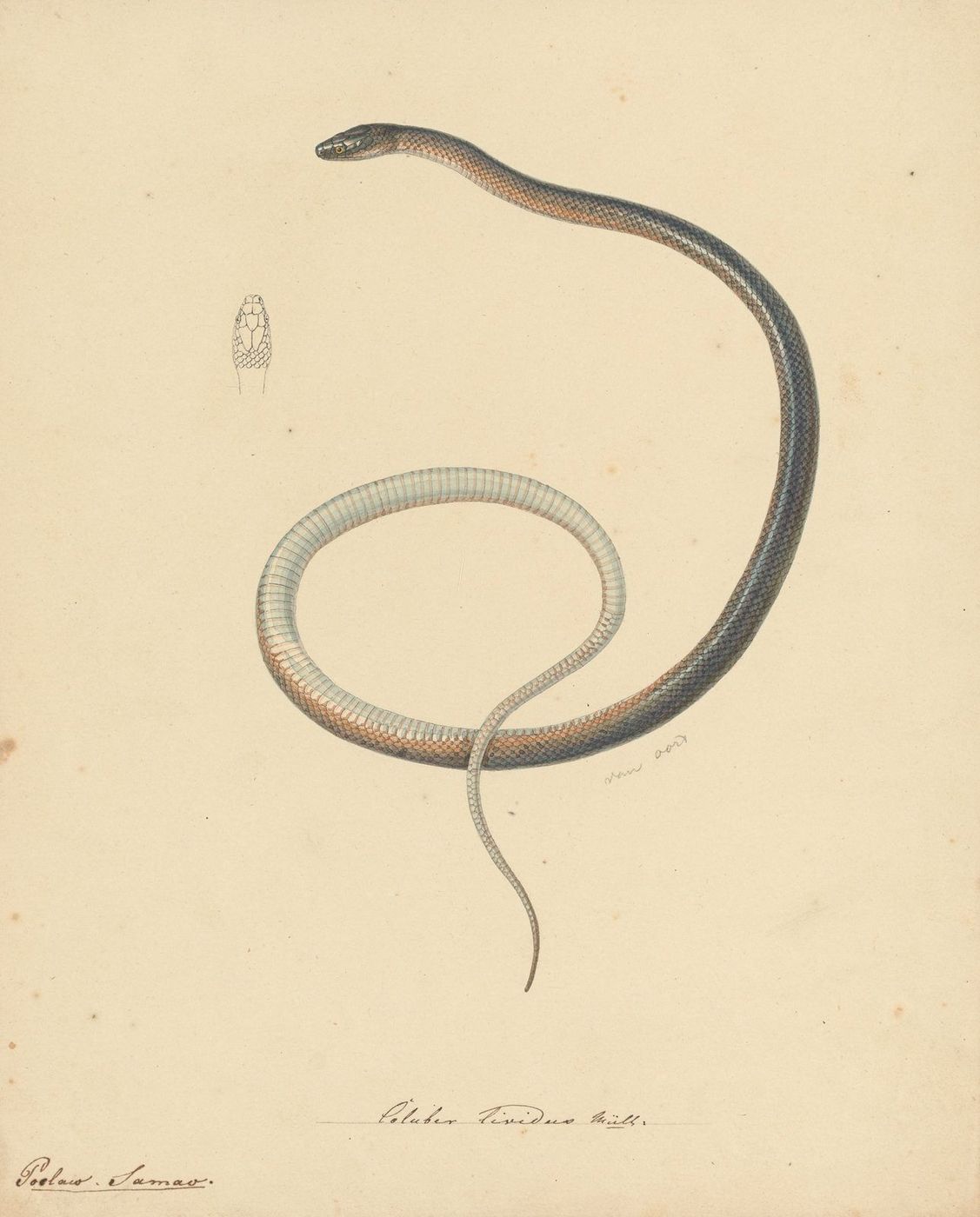 Pieter van Oort's unpublished painting shows the snake that Müller described, with a small sketch of its head scales.