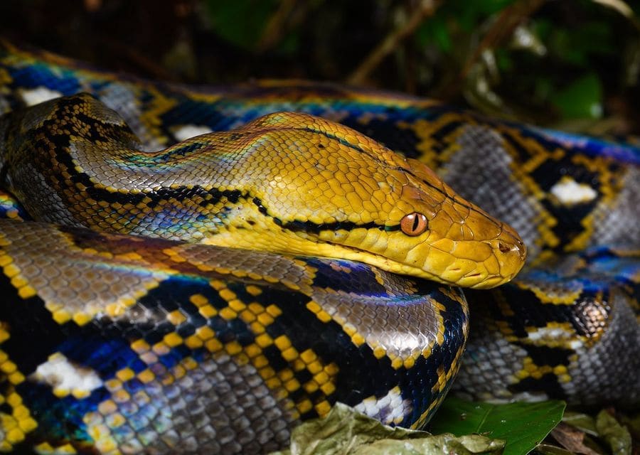 A reticulated python with a golden head resting on its own iridescent, patterned coils