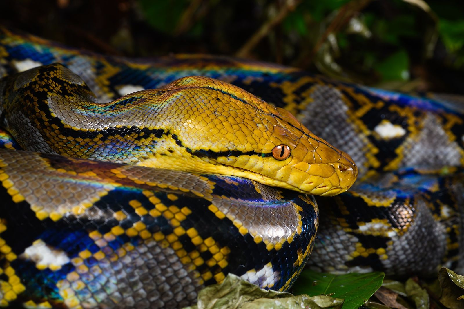 A reticulated python with a golden head resting on its own iridescent, patterned coils
