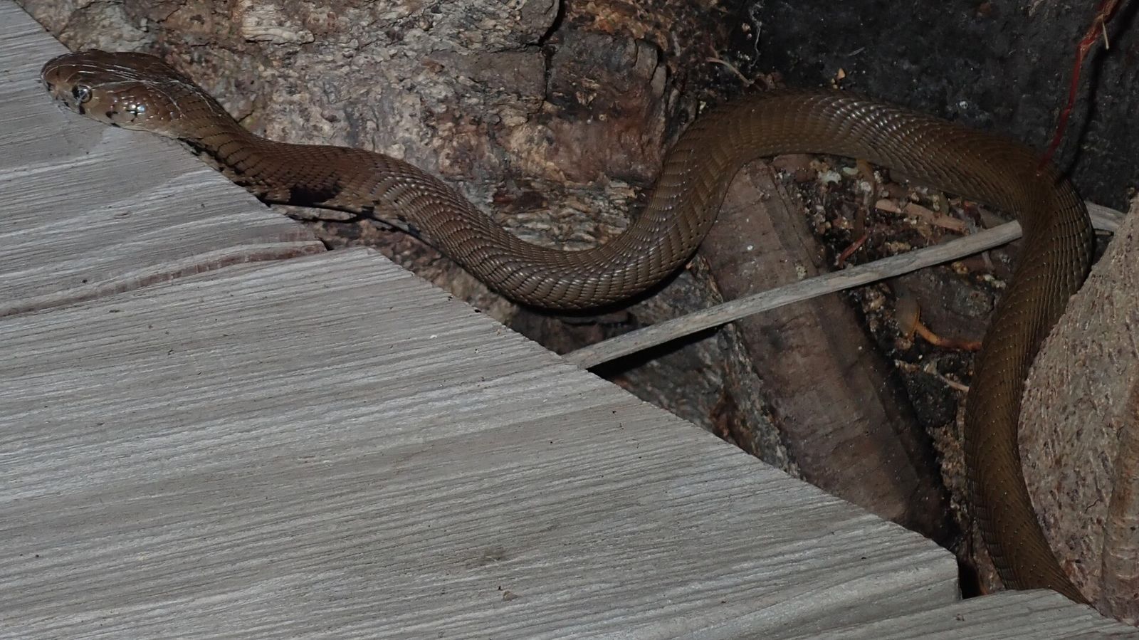 A Mozambique spitting cobra crawls out from under a wooden walkway at night.