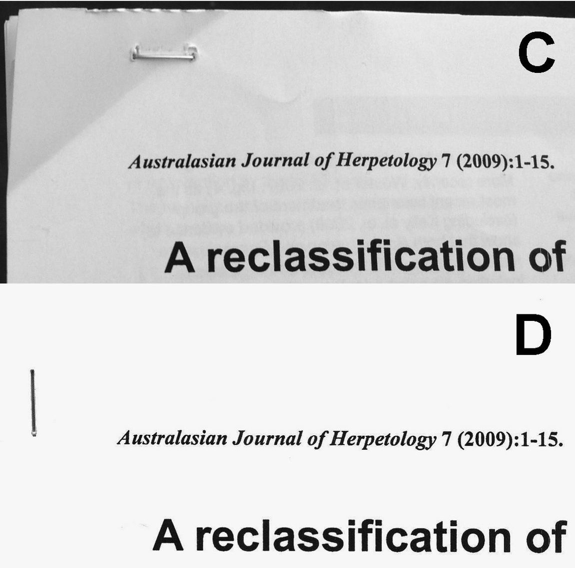 Two copies of the 2009 issue in which the name *Spracklandus* appeared are stapled in different places.