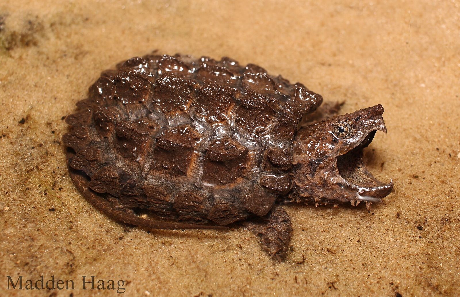 A young Suwannee alligator snapping turtle lies half-buried in wet sand, jaws open.