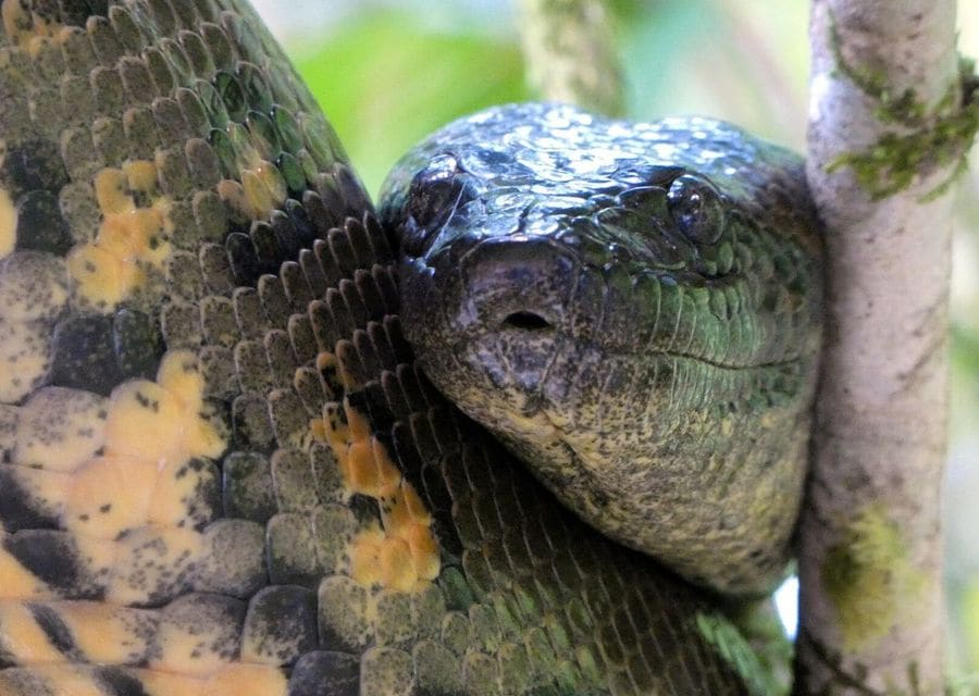Close-up of a green anaconda's dark head resting against its own yellow-blotched coils in a tree
