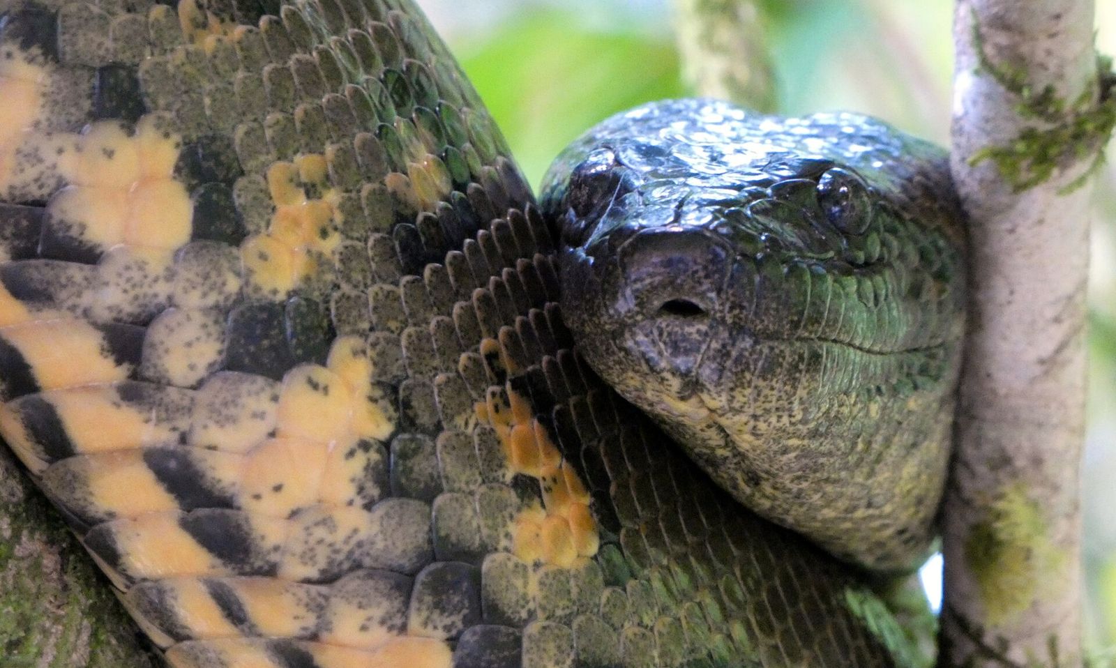 Close-up of a green anaconda's dark head resting against its own yellow-blotched coils in a tree