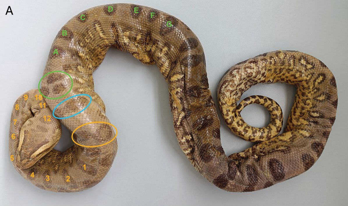 The preserved anaconda ZISP 1441 lies coiled on a grey background, with its blotches numbered to match Seba's engraving.