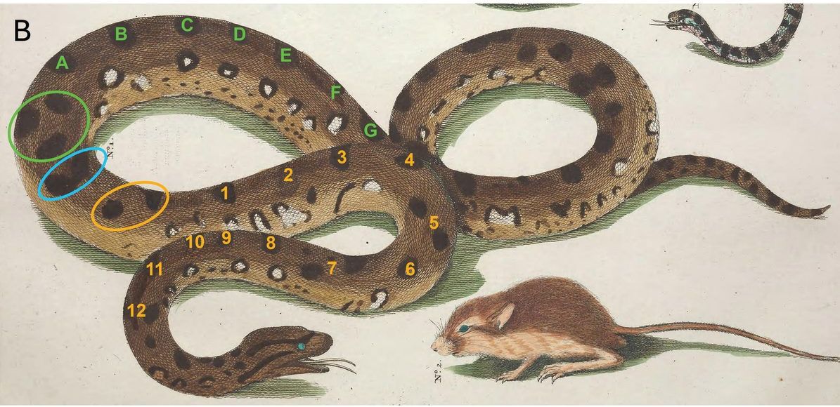 A hand-coloured engraving shows a brown, black-spotted anaconda beside a small rodent; coloured circles and numbers mark individual spots.