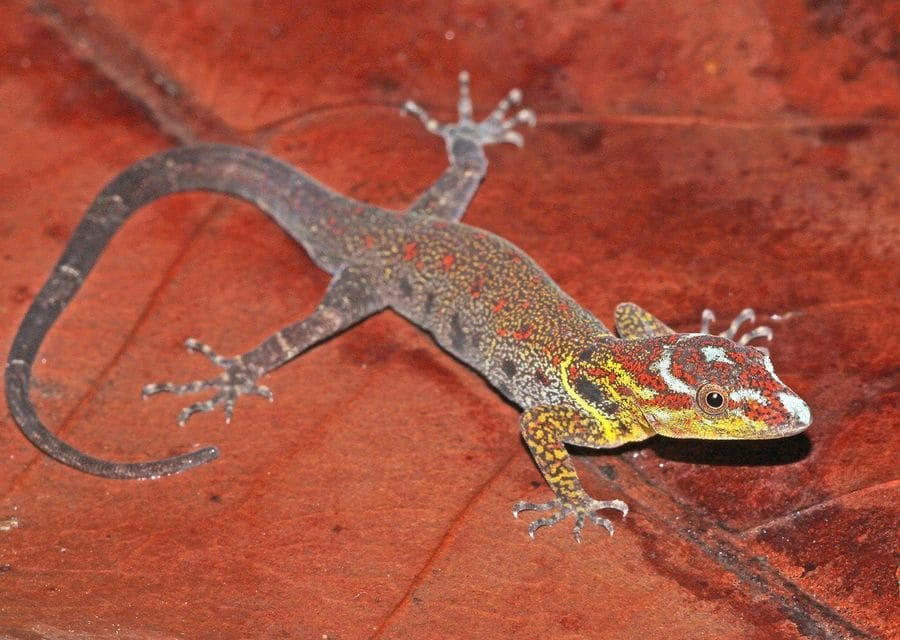 A slender gecko with a grey body and a head striped in red, yellow and white, walking across a reddish surface