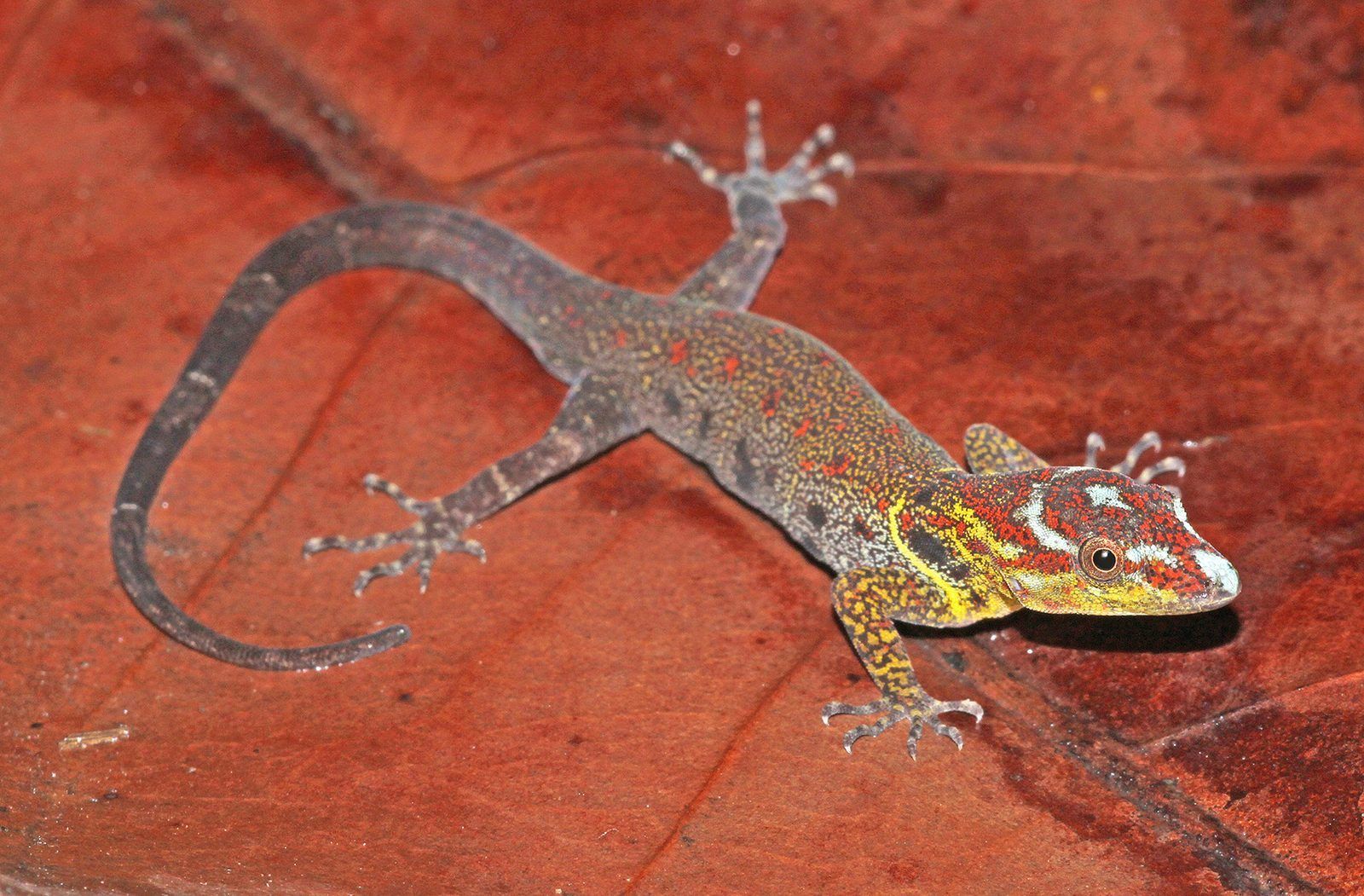 A slender gecko with a grey body and a head striped in red, yellow and white, walking across a reddish surface
