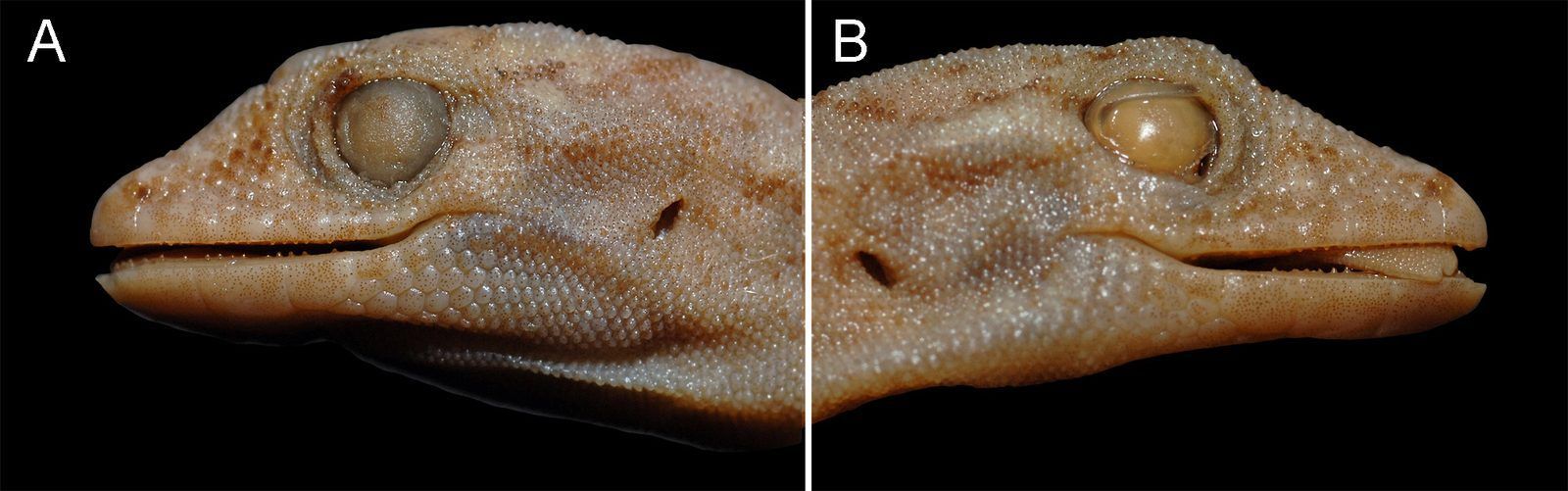 This is the head of the 1836 "Timor" gecko, seen from both sides. After nearly two centuries in alcohol, its colours have faded.