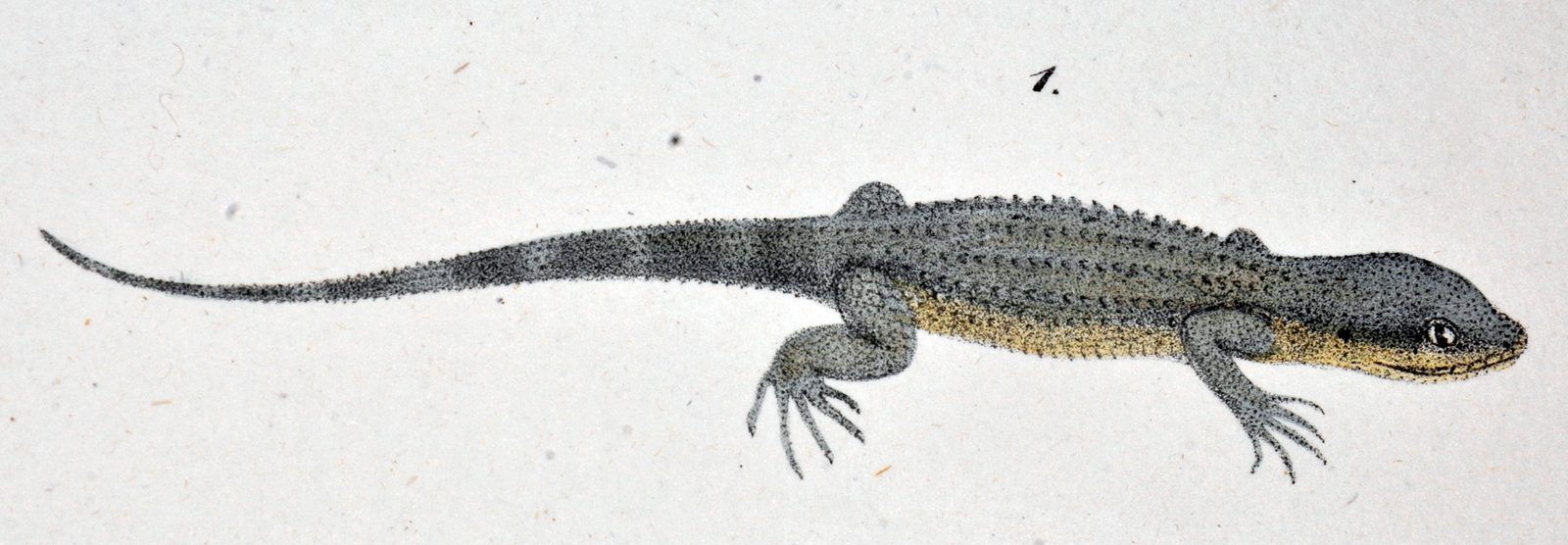 Spix's original 1825 illustration shows *Gymnodactylus geckoides*, the Brazilian species that turned up in Munich labelled as a gecko from Java.