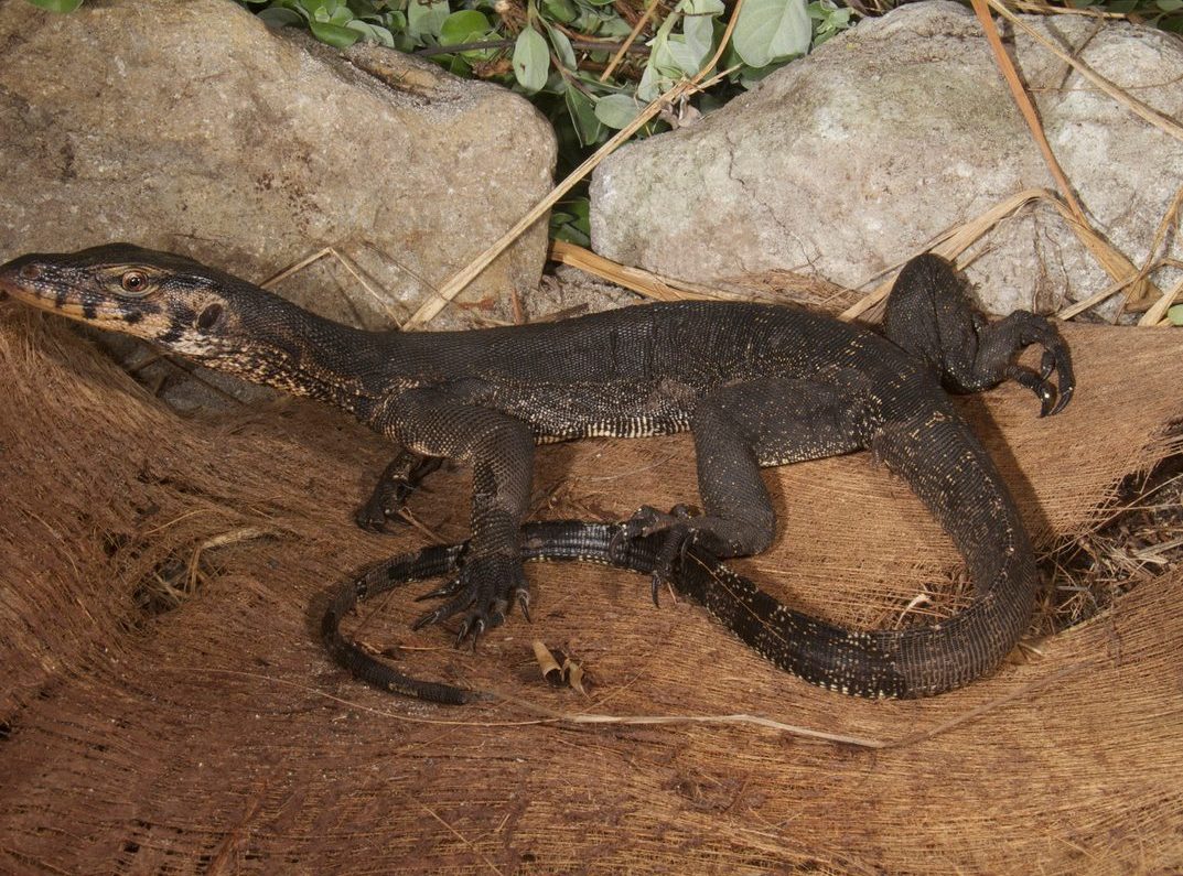 A dark monitor lizard with pale speckles rests on a pile of palm fibre in front of two boulders.