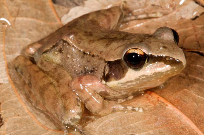 A brown frog with a dark mask sits among damp leaves beside a mountain stream.