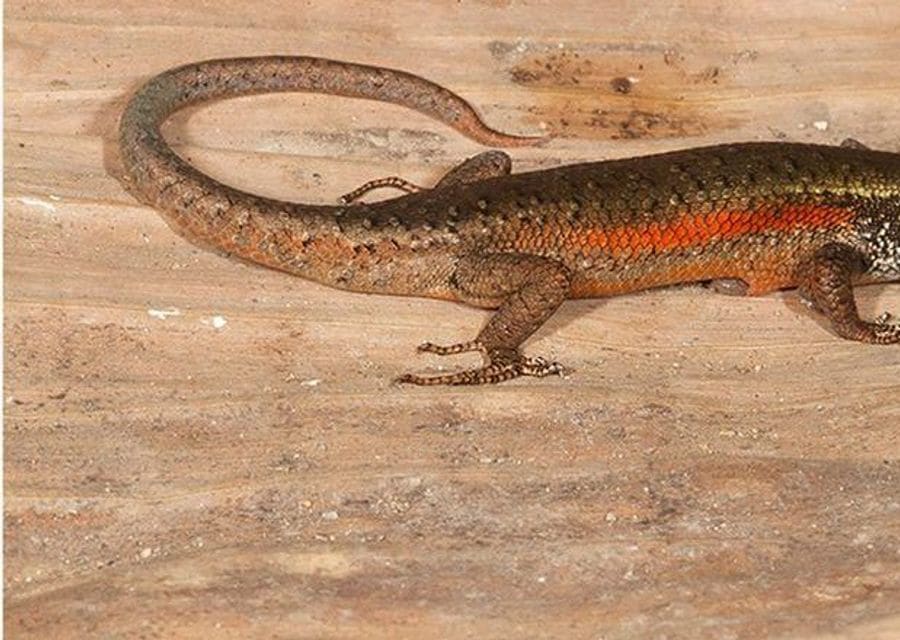 A slender brown skink with a bright orange-red stripe along its side, on pale wood