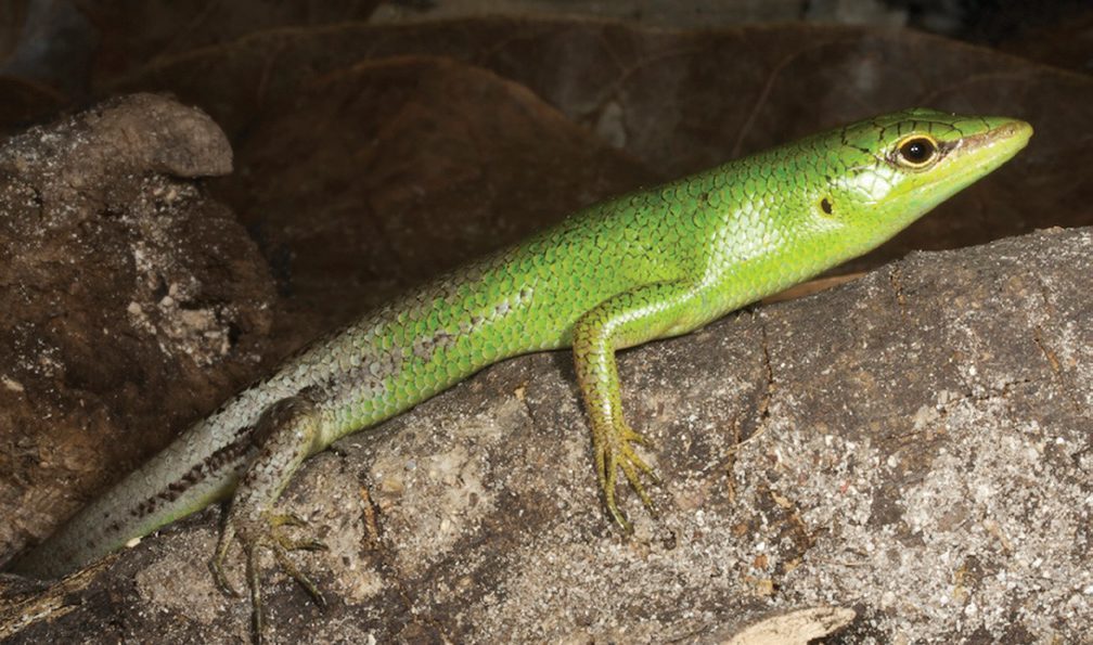 A bright green emerald tree skink rests on a grey rock.