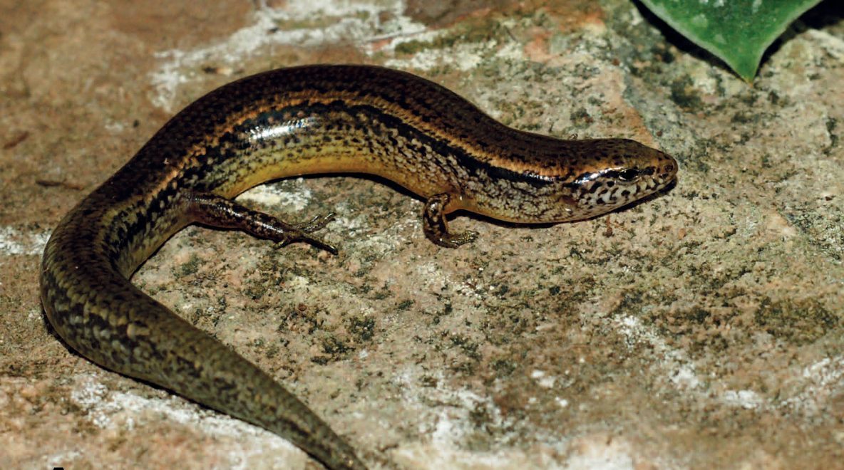 A glossy brown night skink with a pale, speckled flank and yellowish belly rests on a rock.