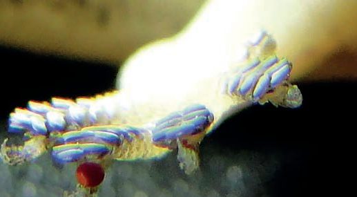 A red scale mite clings between the claw and toe pads of a house gecko's foot.