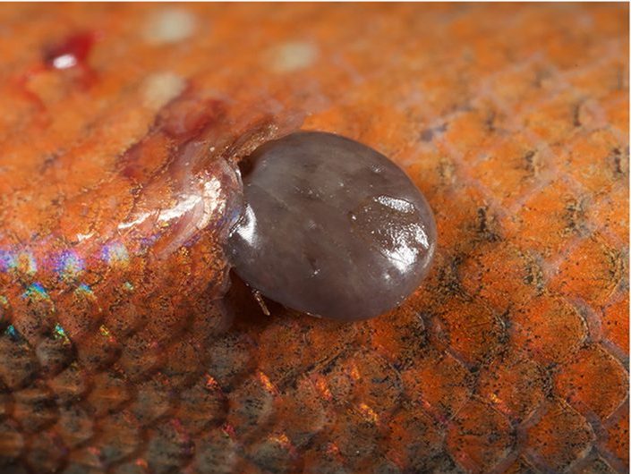 A swollen grey tick nymph is attached to the orange-scaled side of a skink.