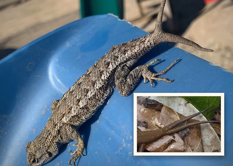 A Western Fence Lizard suns itself on a blue plastic slide, its regrown tail splitting into two tips, one pointing straight up.