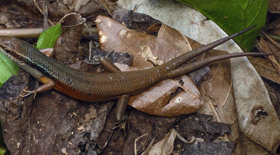 A brown skink with an orange flank rests on dry leaves; its tail divides into two equal, normal-looking tails.