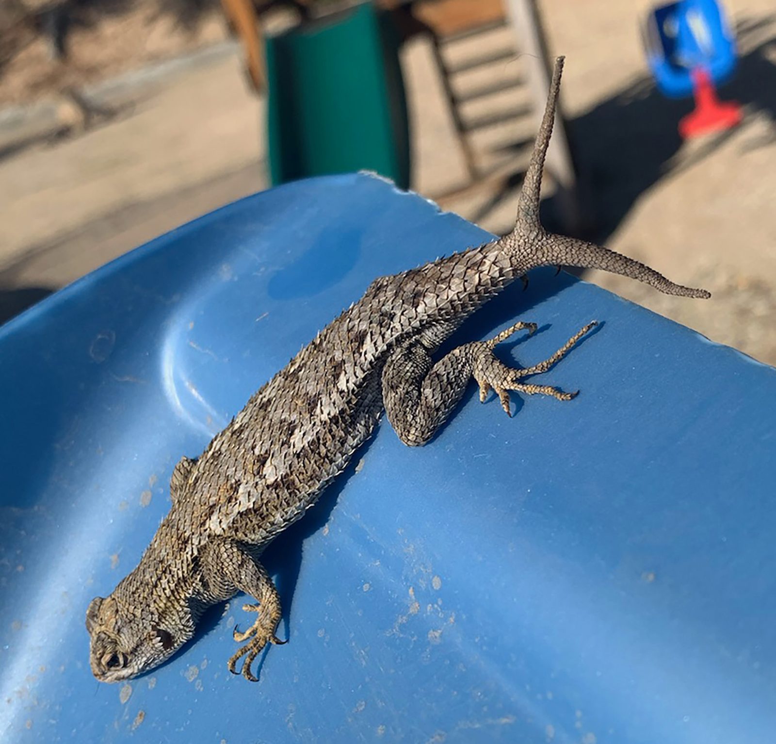 A Western Fence Lizard suns itself on a blue plastic slide, its regrown tail splitting into two tips, one pointing straight up.