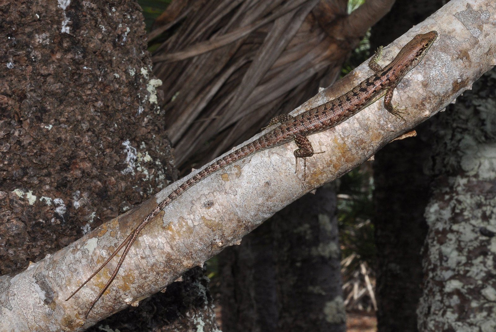 A slim brown skink on a pale branch, its long tail splitting into two equally long tips