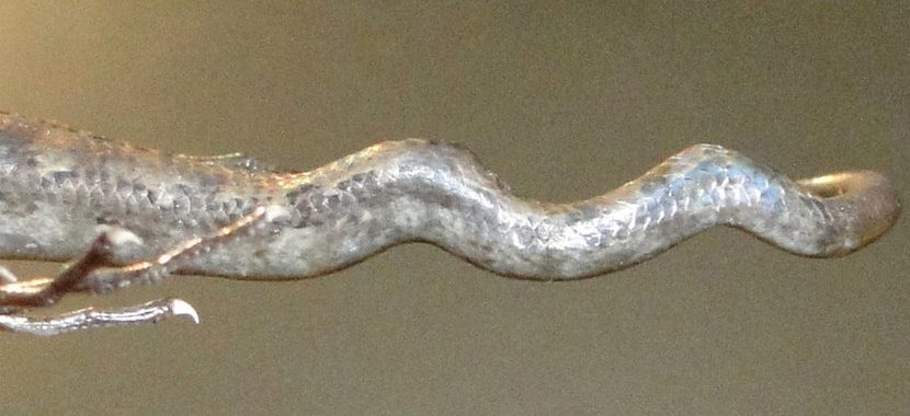 Seen from the side, the preserved tail of a Timor-Leste skink bends up and down in a series of waves.