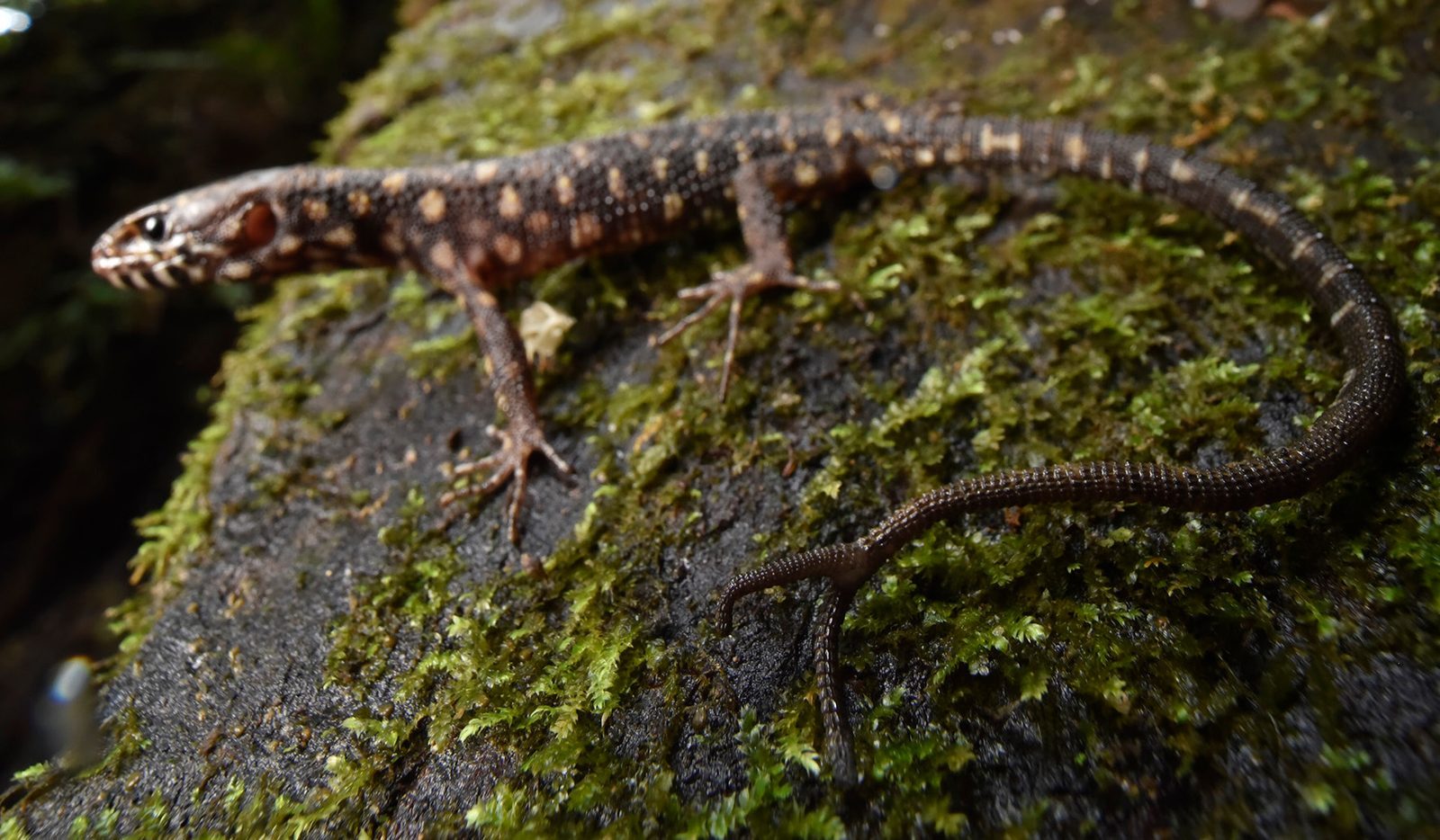 A dark, yellow-spotted night lizard on a mossy log has the tip of its tail split into two short prongs.