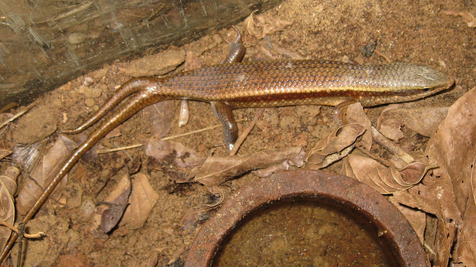 A shiny bronze skink on leaf litter has a second, shorter tail branching off to the side of its long original tail.