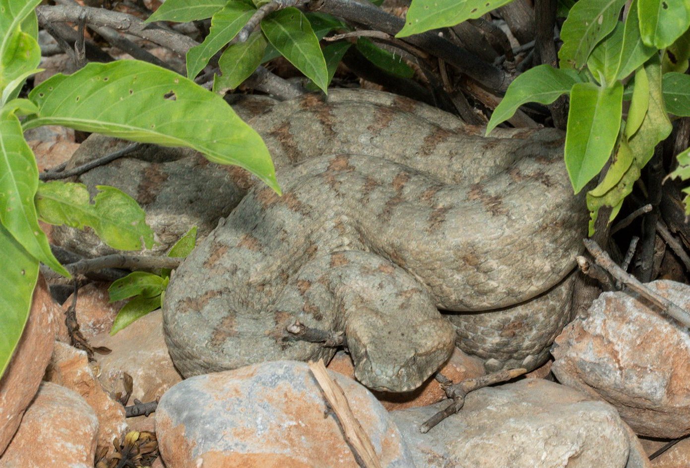 The adult Blunt-nosed Viper found at Jungrai lies coiled among stones and leaves.