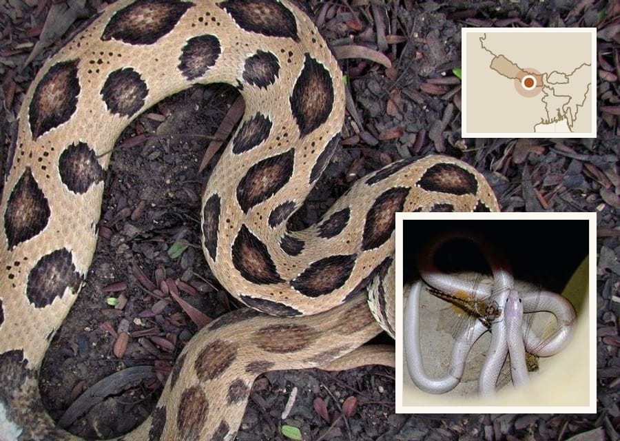 A Russell's Viper rescued in Surat has a long white scar down its back, most likely from a grass trimmer.