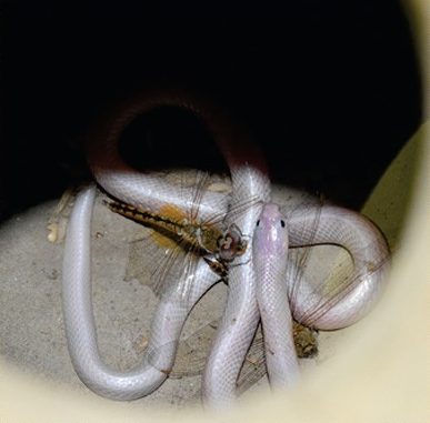 This is the first pink krait as the rescuers found it, curled inside a clay pot among dragonflies.