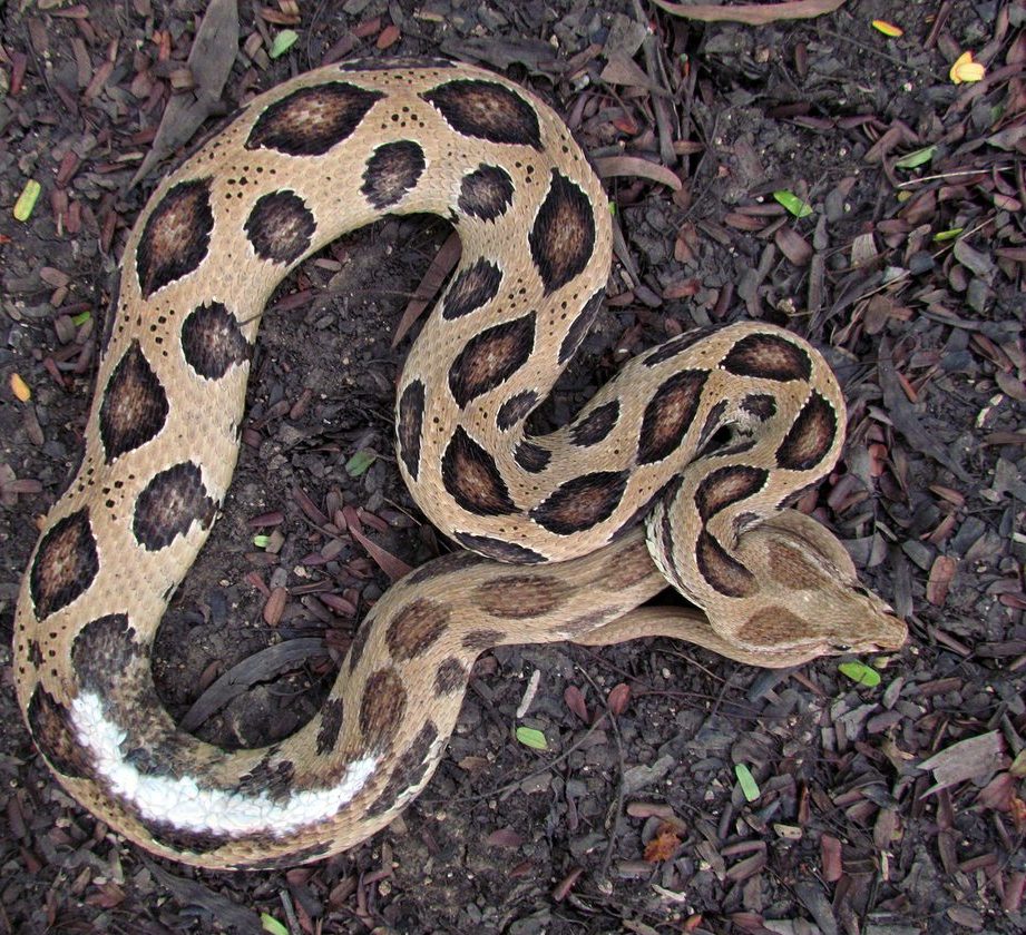 A Russell's Viper rescued in Surat has a long white scar down its back, most likely from a grass trimmer.